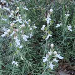 Teucrium pseudochamaepitys, photograph (c) Gonzalo Ganda Álvarez, some rights reserved (CC BY)