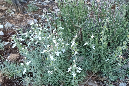 Teucrium pseudochamaepitys, photograph 6