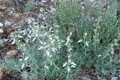 Teucrium pseudochamaepitys, photograph (c) Gonzalo Ganda Álvarez, some rights reserved (CC BY)