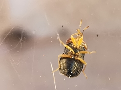 Geocoris erythrocephalus