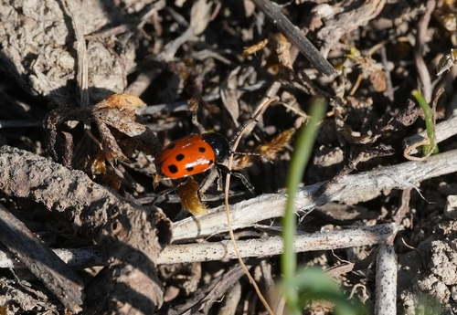 Rock-rose Pot Beetle