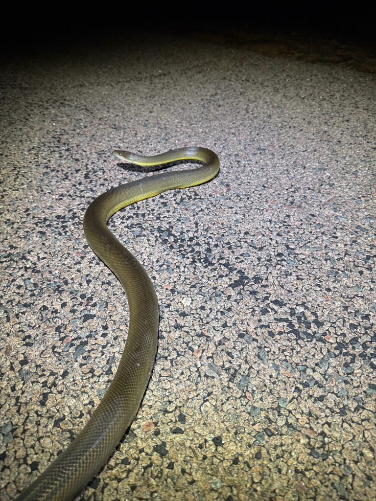 Water Python from Kakadu, NT, AU on May 23, 2026 at 07:06 PM by Kjell ...