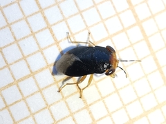 Geocoris erythrocephalus