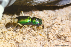 Grammognatha euphratica