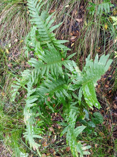 southern polypody