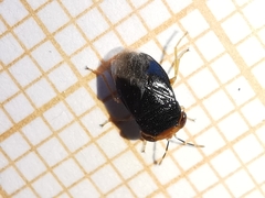 Geocoris erythrocephalus