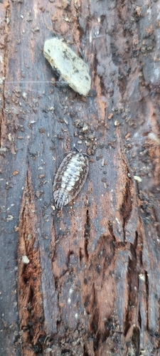 Common Shiny Woodlouse