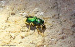 Grammognatha euphratica