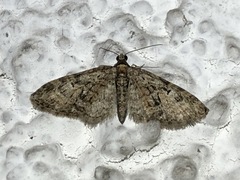 Eupithecia abbreviata