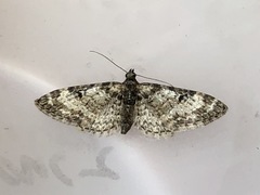 Eupithecia irriguata