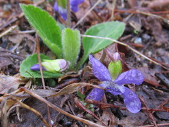 Viola fimbriatula