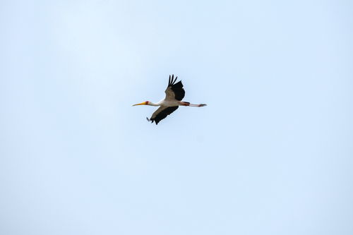 iNaturalist image