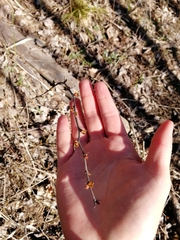 Berberis vulgaris