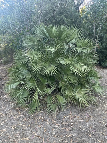 Mediterranean fan palm