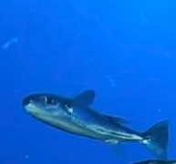 Oceanic puffer (Lagocephalus lagocephalus) — Tetraodontidae