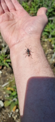 Two-banded Longhorn Beetle