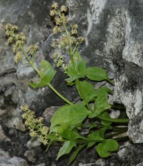 Valeriana elongata