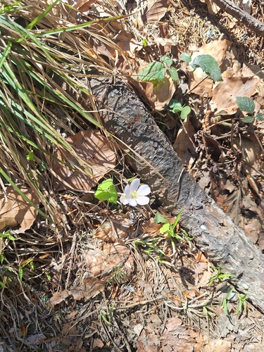 Oxalis acetosella iNat (3)