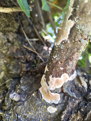 Netted Crust