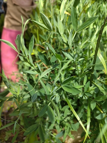 meadow pea