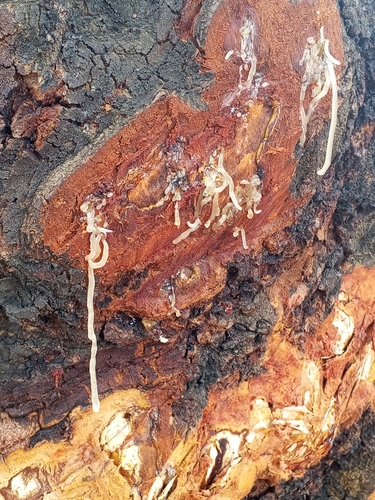 African mahogany