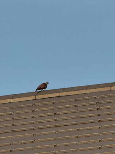 Red Collared-Dove