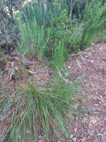 Brachypodium phoenicoides