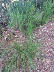 Brachypodium phoenicoides