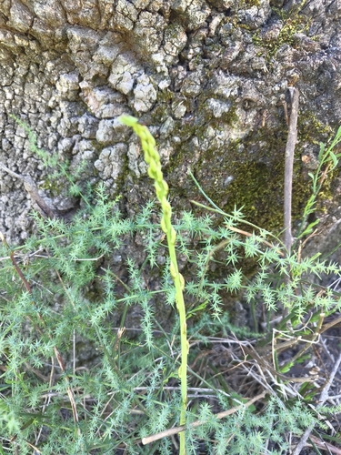 Spiny Asparagus