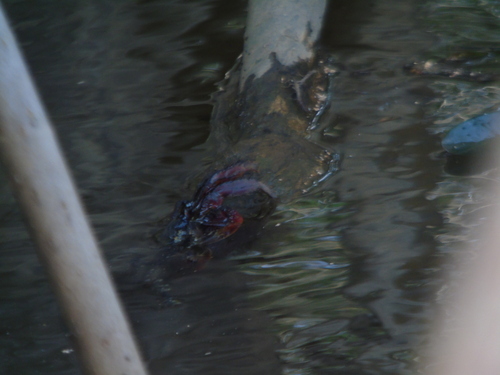 Mangrove Root Crab