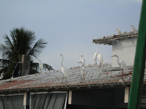 Great Egret