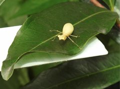 Sinomantis denticulata