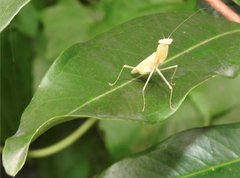 Sinomantis denticulata