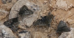 Metaxmeste phrygialis