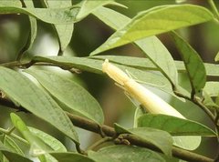 Sinomantis denticulata