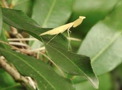 Sinomantis denticulata