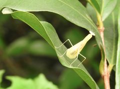 Sinomantis denticulata