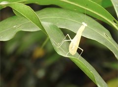 Sinomantis denticulata