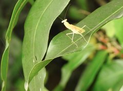 Sinomantis denticulata