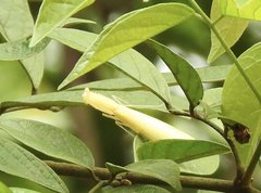 Sinomantis denticulata