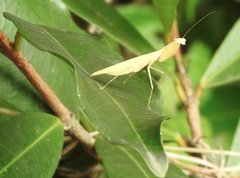 Sinomantis denticulata