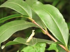 Sinomantis denticulata