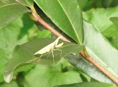 Sinomantis denticulata