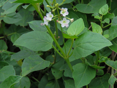 Commicarpus