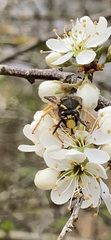 Dolichovespula sylvestris