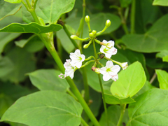 Commicarpus
