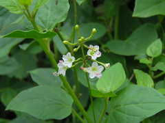 Commicarpus