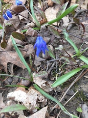 Scilla siberica