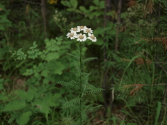 Achillea impatiens