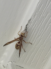 Polistes apachus apachus